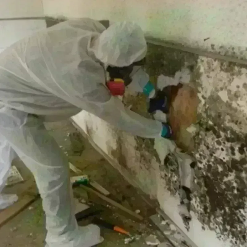 Mold Remediation and Removal in Mint Hill, NC